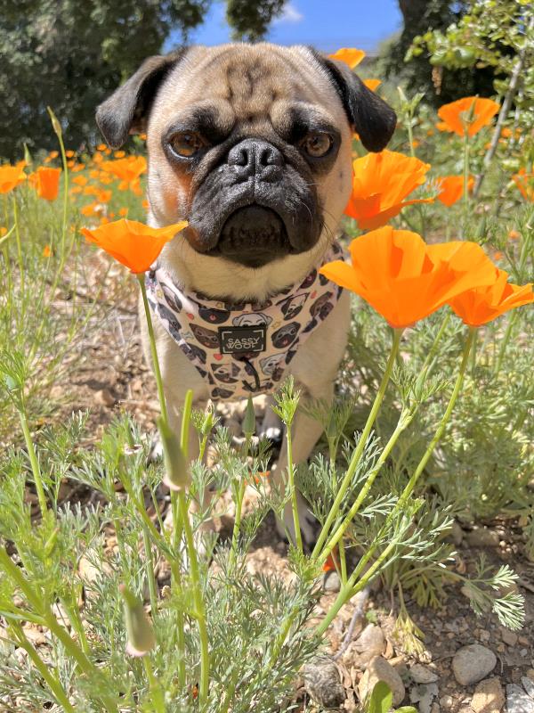 /images/uploads/pug nation rescue of los angeles/pugnation2024/entries/30810thumb.jpg